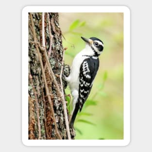 Portrait of a Hairy Woodpecker 2-Female Sticker